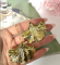 Сережки Tierra Luna “Ginkgo Leaf”
